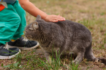 The child strokes of his favorite gray cat