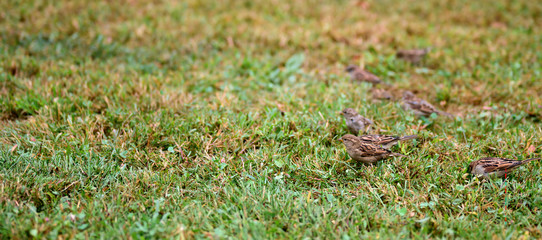 Morning Sparrows in the Grass