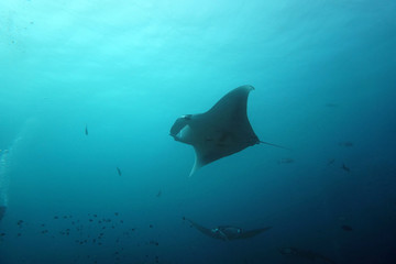 amazing marine fish world maldives