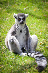 Ring-tailed lemur
