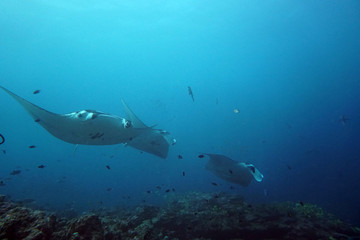 Naklejka premium amazing marine fish world maldives