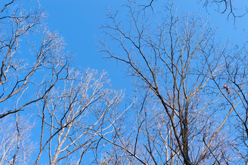 Dry tree branches in japanese winter. Blue sky background.