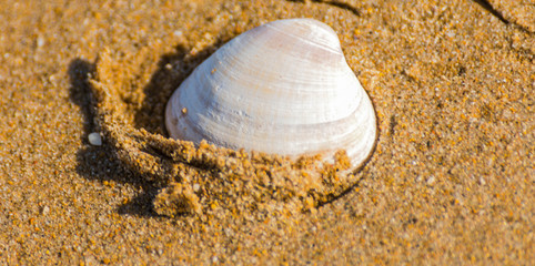 Fototapeta na wymiar Natural sea shell lying on the sandy beach, washed by water, sunny day