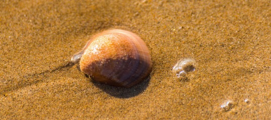 Natural sea shell lying on the sandy beach, washed by water, sunny day