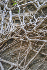 amazing roots tree in Thailand, close up of roots