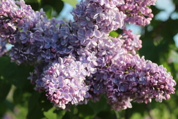 beautiful lilac. Spring day in the park.