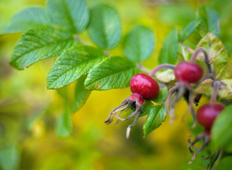 Red rosehip berries on a branch of a bush on a blurred background of yellow autumn leaves.