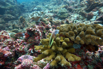amazing marine fish world maldives