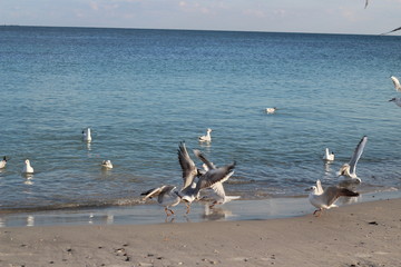 beautiful seagulls in the winter at sea, walking with family