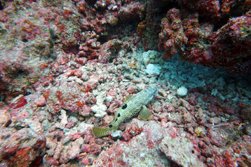 amazing marine fish world maldives