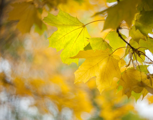 Yellow autumn leaves of a maple on a tree branch lit by the bright sun on a blurred background of grass. Fall.