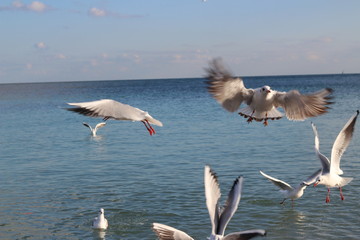 beautiful seagulls in the winter at sea, walking with family