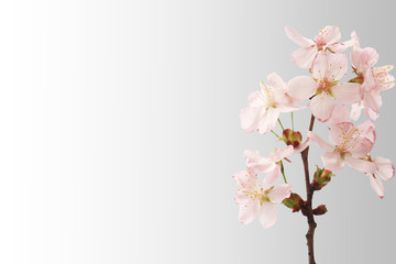 Sakura branch with flowers isolated on gray gradient background.