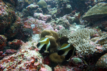 amazing marine fish world maldives