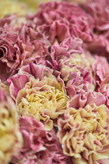 Petals of pink and yellow Carnation, flower background. Unusual flowers dianthus . Spring flower pattern