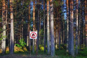 No Fire Sign In A Pine Forest - 295461962