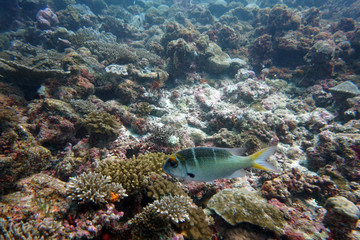 Fototapeta na wymiar amazing marine fish world maldives