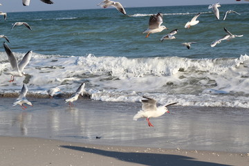beautiful seagulls in the winter at sea, walking with family