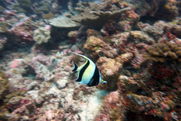 Fototapeta premium amazing marine fish world maldives