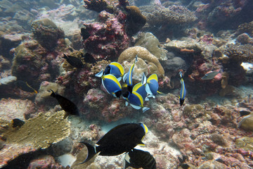 amazing marine fish world maldives