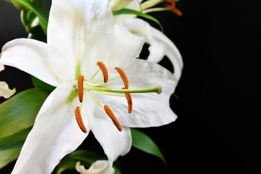 しらゆり の画像 45 件の Stock 写真 ベクターおよびビデオ Adobe Stock しらゆり の画像 45 件の Stock 写真 ベクターおよびビデオ Adobe Stock