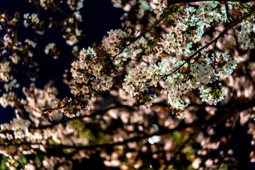 目黒川の夜桜
