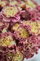 Obraz premium Petals of pink and yellow Carnation, flower background. Unusual flowers dianthus . Spring flower pattern