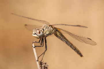 Sympetrum fonscolombii Red-veined Darter one of the most common dragonflies that can be seen in Andalusia