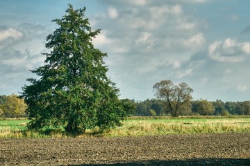autumn landscape with a plowed field and a lonely old wild pear