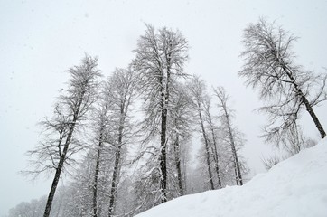 Winter landscape in the mountains of the Caucasus. Snowing.