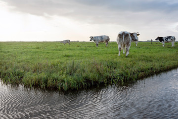 beef cows in green grassy meadow near amersfoort in the netherlands