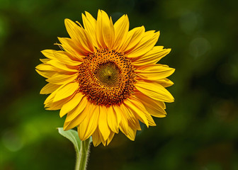 One sunflower blooms in the garden