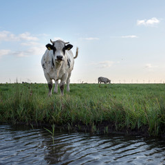 beef cows in green grassy meadow near amersfoort in the netherlands