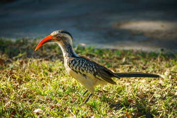 portrait of a southern yellow-billed hornbill, kruger national park in south africa