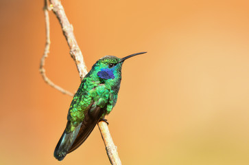 Kleiner Veilchenohrkolibri