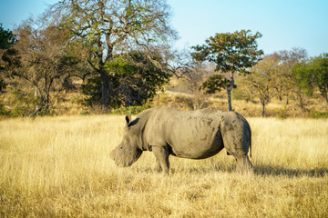 white rhino without horns in kruger national park, south africa 5