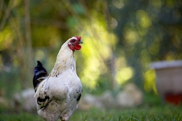 Volaille plein air