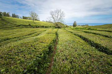 Fototapeta na wymiar Huge field of tea plantation in Açores, Portugal