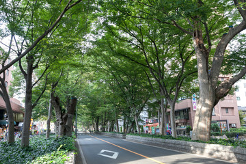 馬場大門のケヤキ並木（東京都府中市）