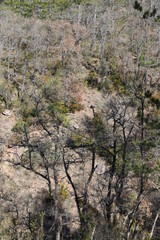 tree in forest