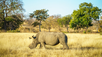 Naklejka premium white rhino without horns in kruger national park, south africa 22