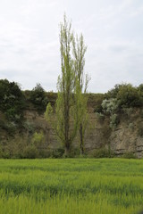 Obraz premium trees in forest