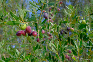 Olives in the tree close to start the haverst season in andalusia