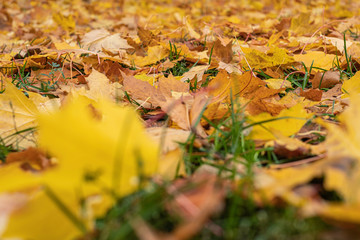 autumn, colorful green and yellow leaves on blurred background