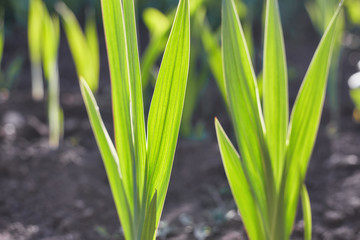 Green grass natural background texture