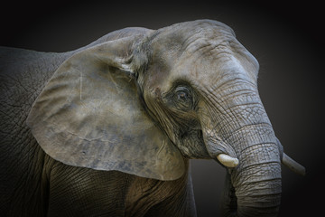 Fototapeta na wymiar Porträt von einem Elefant