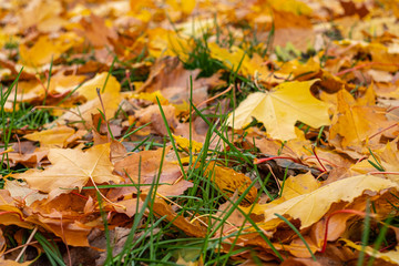 autumn, colorful green and yellow leaves on blurred background