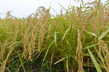 雨に濡れる稲穂