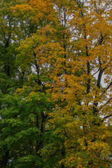 autumn, colorful green and yellow leaves on blurred background