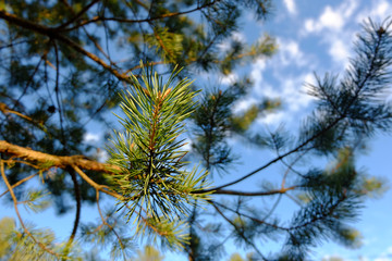 Pine Branches with green needles on blue sky background